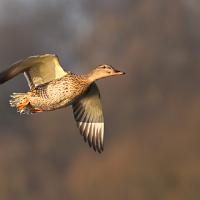 Mallard in flight 1 